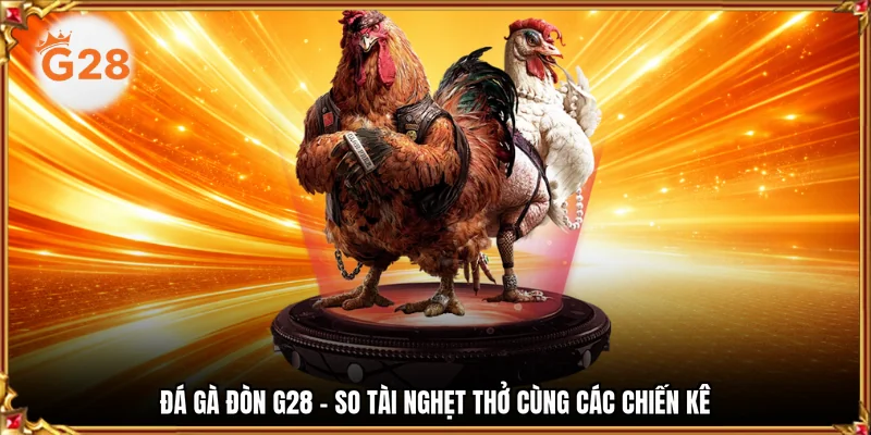 đá gà đòn